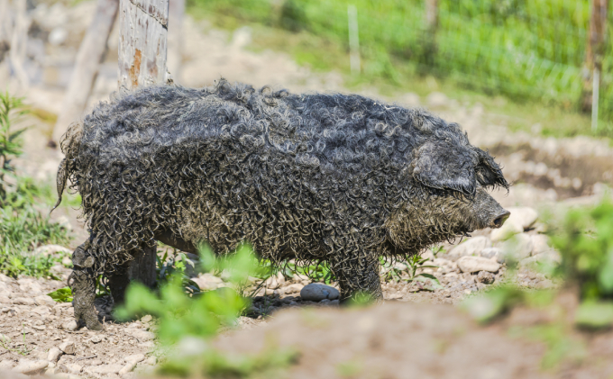 国宝・十勝ロイヤルマンガリッツァ豚 塩しゃぶしゃぶ ロース400g 北海道 幕別町 【 豚肉 豚 しゃぶしゃぶ 塩 湖塩 冷凍 生 】