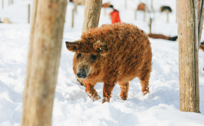 国宝・十勝ロイヤルマンガリッツァ豚 塩しゃぶしゃぶ ロース400g 北海道 幕別町 【 豚肉 豚 しゃぶしゃぶ 塩 湖塩 冷凍 生 】