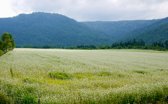 北海道産 そばと野草の蜂蜜（百花蜜）1kgパック入り