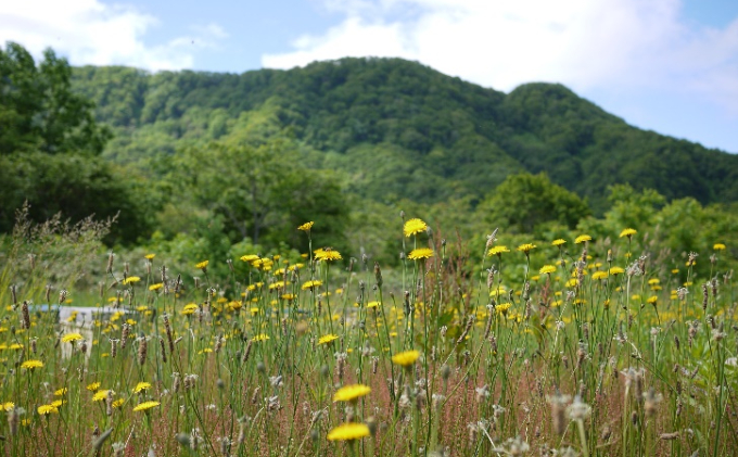 北海道産 野の花蜂蜜（百花蜜）1kg