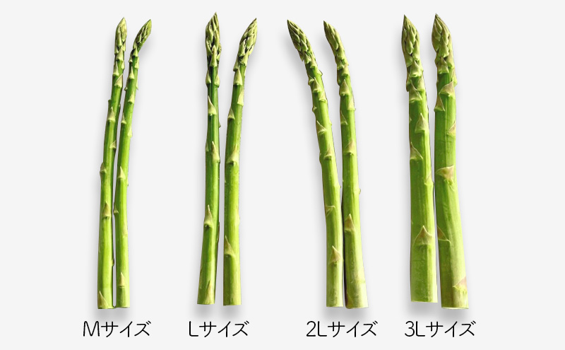 十勝幕別町産 グリーンアスパラ1kg M～2L混合［山田敏明牧場］【2027年5月出荷開始】 北海道 野菜 アスパラガス 