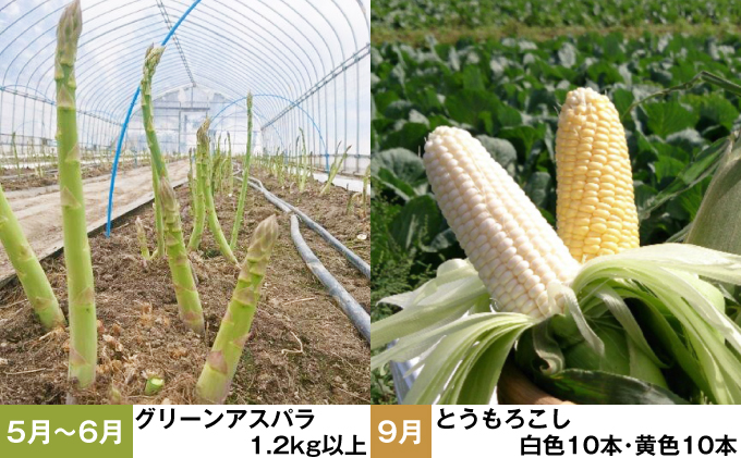 十勝幕別 北の畑のオーナーさん 旬の野菜年4回定期便【2023年5月出荷開始】