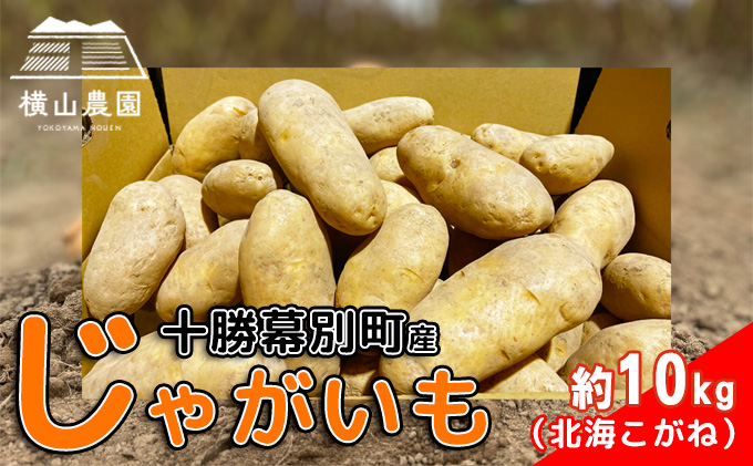 北海道 十勝 幕別産 じゃがいも 北海こがね 約10kg【横山農園】[2024年9月下旬出荷開始]