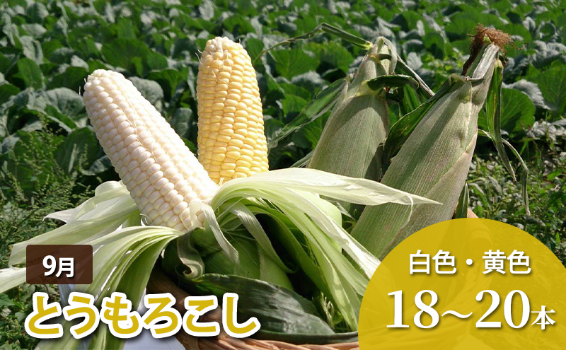 十勝幕別 北の畑のオーナーさん 人気の旬野菜 年3回定期便［2026年5月出荷開始］北海道ホープランド農場 【 アスパラ とうもろこし コーン じゃがいも ジャガイモ 玉ねぎ 野菜 定期便 】