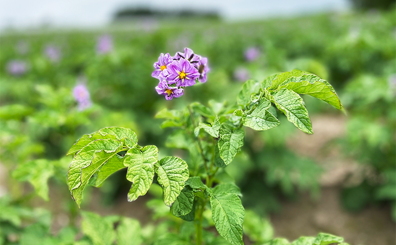 北海道 十勝 幕別産 じゃがいも インカ 約5kg【横山農園】  野菜 根菜 フライドポテト ポテトチップス 変色しにくい 煮崩れしにくい 黄金色 北海道のジャガイモ 