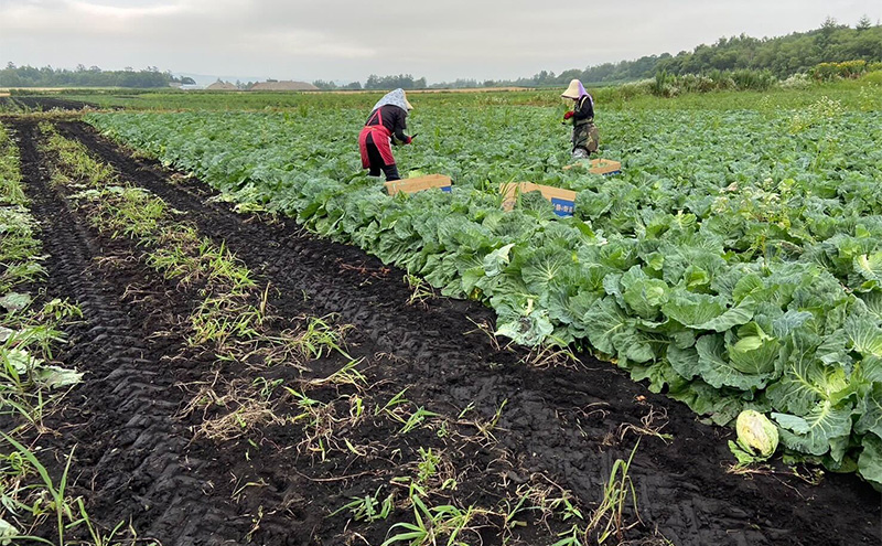 北海道 十勝 幕別町産 キャベツ 4玉 【 野菜 サラダ 産地直送 竹内農場 きゃべつ 葉野菜 ロールキャベツ 千切り 】