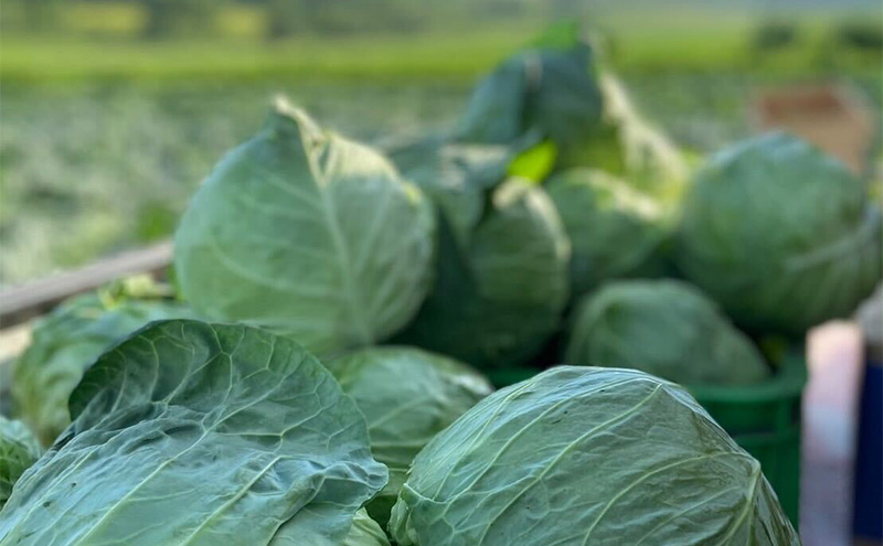 北海道 十勝 幕別町産 キャベツ 4玉 【 野菜 サラダ 産地直送 竹内農場 きゃべつ 葉野菜 ロールキャベツ 千切り 】