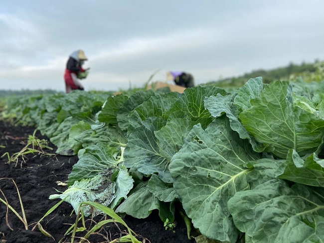 北海道 十勝 幕別町産 キャベツ 4玉 【 野菜 サラダ 産地直送 竹内農場 きゃべつ 葉野菜 ロールキャベツ 千切り 】