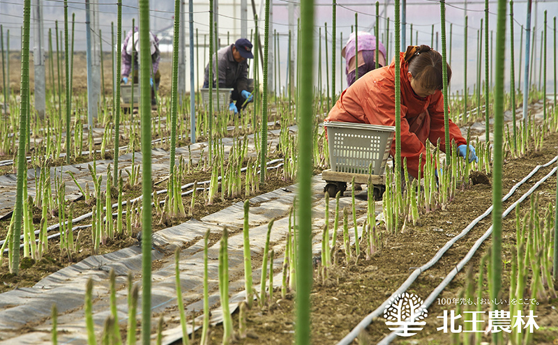 [2026年発送/先行予約] 北海道 十勝産 ハウスグリーンアスパラ 1kg (M～3L)【 アスパラ アスパラガス グリーン 野菜 北海道 十勝 幕別 】