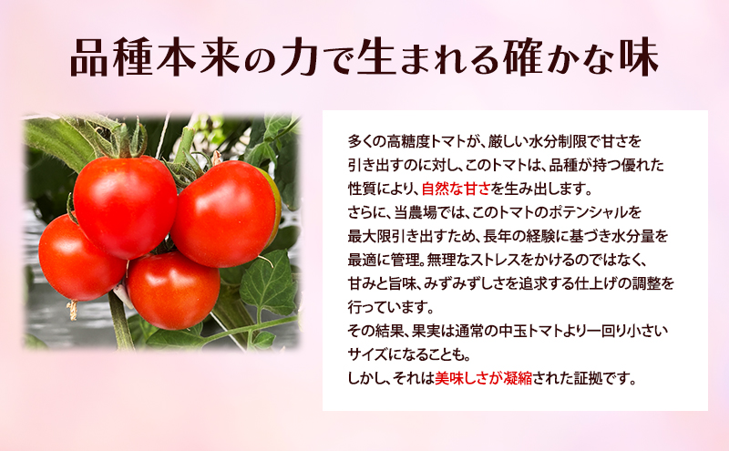 訳あり 北海道 十勝の太陽を浴びたプレミアムトマト 「Mr.浅野のけっさく2」2.5kg ［中村農場］【 訳あり トマト フルーツトマト 中玉トマト ミディトマト 高糖度 甘い 濃厚 寒暖差 野菜 こだわり 農家直送 北海道 十勝 幕別 】