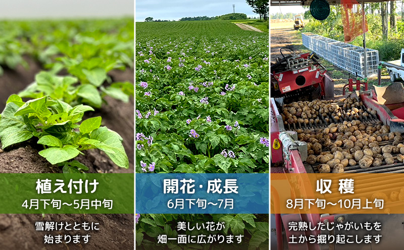 先行予約/2026年秋発送 北海道 十勝 幕別産 じゃがいも さやか 約10kg 【横山農園】 野菜 根菜 食材 しっとり 崩れにくい 煮込み料理 炒め物 肉じゃが カレー シチュー 北海道のジャガイモ