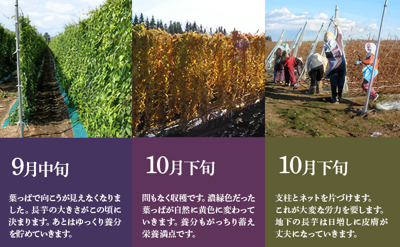 北海道 十勝の大地が育てたシャキシャキ食感と強い粘り 幕別産 長いも Lサイズ 5kg ［木川商店］【 長いも 長芋 ながいも ナガイモ とろろ 芋 いも 野菜 10kg 5kg  産地直送 旬 濃厚 北海道 十勝 幕別 】 