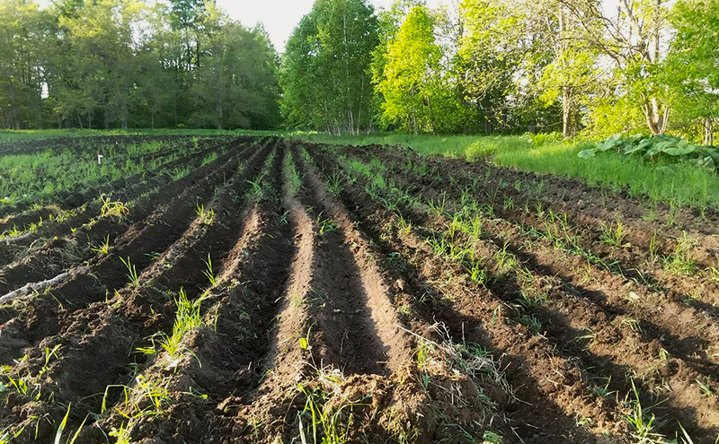北海道十勝 ミナイカシのワイルドジャガイモおまかせ2種 計3kg 【栽培期間中農薬不使用】自然栽培 じゃがいも【 芋 いも ジャガイモ 野菜 食品 人気 産直 産地直送 北海道 幕別 】