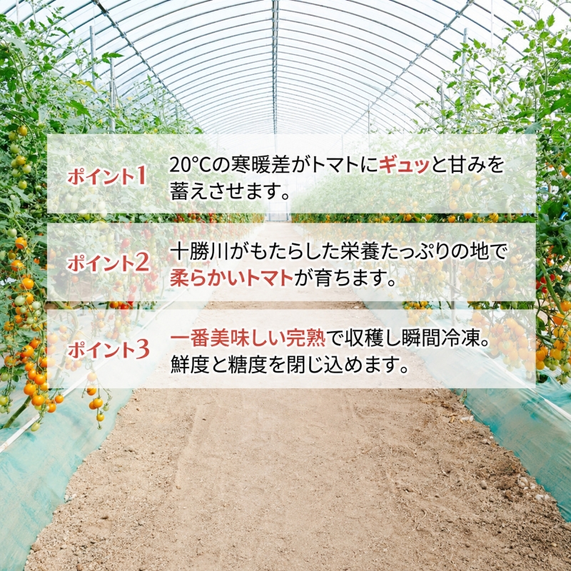 【先行予約】糖度平均9～10度！十勝 幕別産 ミニトマトジュース「自慢のトマトでつくりました。」赤160ml×3本・黄180ml×3本 セット［北海道ホープランド農場］食塩無添加【 トマト ミニトマト 飲料 ジュース 】