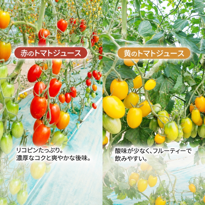 【先行予約】糖度平均9～10度！十勝 幕別産 ミニトマトジュース「自慢のトマトでつくりました。」赤160ml×6本［北海道ホープランド農場］食塩無添加【 トマト ミニトマト 飲料 野菜ジュース リコピン 北海道 】