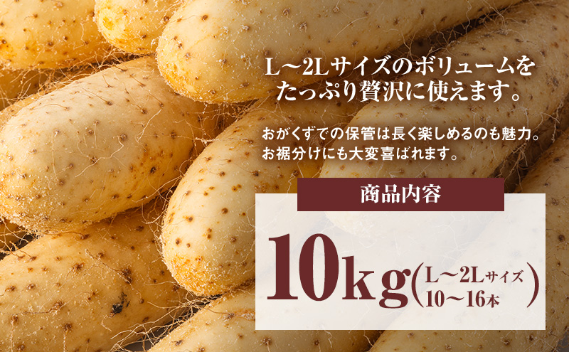 2026年12月発送 先行予約 十勝「忠類長いも」10kg (10～16本) L～2L［JA忠類］【 長芋 ながいも 山芋 芋 とろろ 野菜 根菜 産地直送 贈答 ギフト北海道 幕別 】