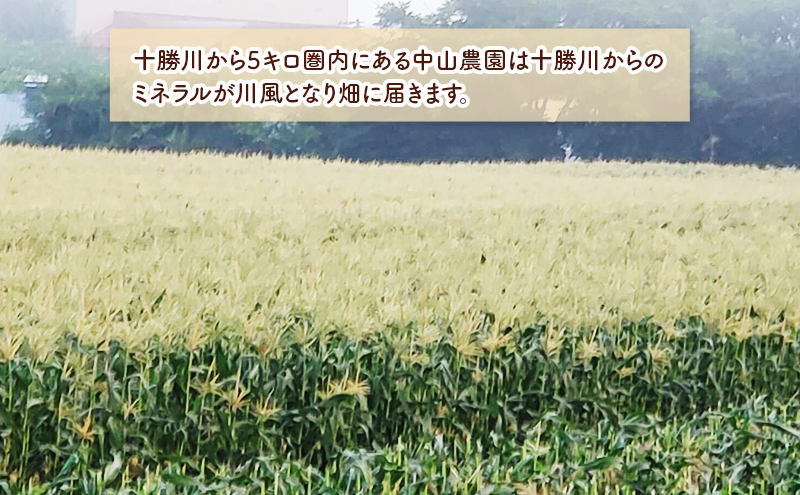 北海道 幕別町産 中山農園 朝どれ とうもろこし 3種 10本 （1本350g以上） [ 北海道産 スイートコーン 野菜  十勝 幕別 新鮮 テレビで紹介 ]