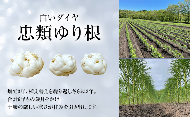 2026年10月発送 先行予約 十勝「忠類ゆり根」1kg (7～12玉) M～2L［JA忠類］【 ゆり根 百合根 高級食材 お正月 贈答 ギフト 根菜 冬の味覚 北海道 幕別 】