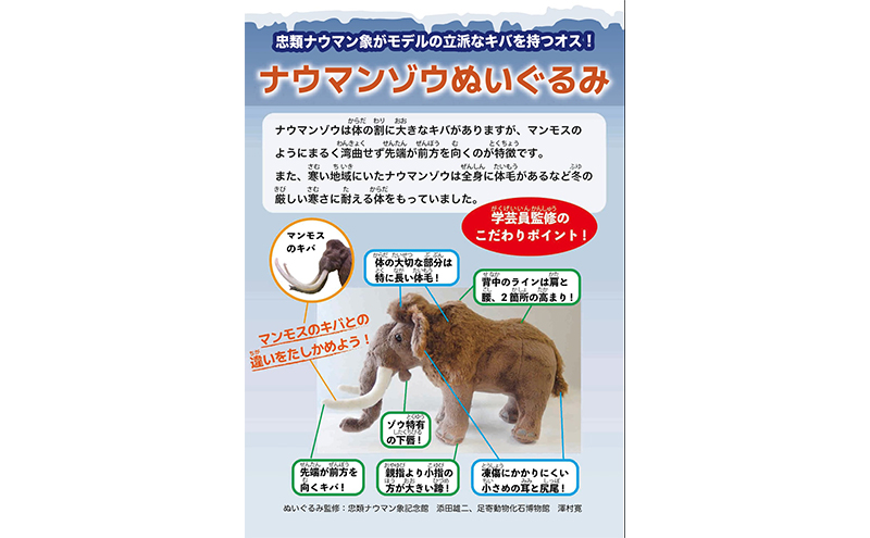 [北海道 幕別町]学芸員監修＆子どもたちと作った！忠類ナウマンゾウぬいぐるみ2体 キーホルダー2体 トレカ付き（小中学生制作のオリジナル学びの下げ札付き）[道の駅忠類]【 ぬいぐるみ おもちゃ ふわふわ もこもこ ギフト プレゼント 十勝 】