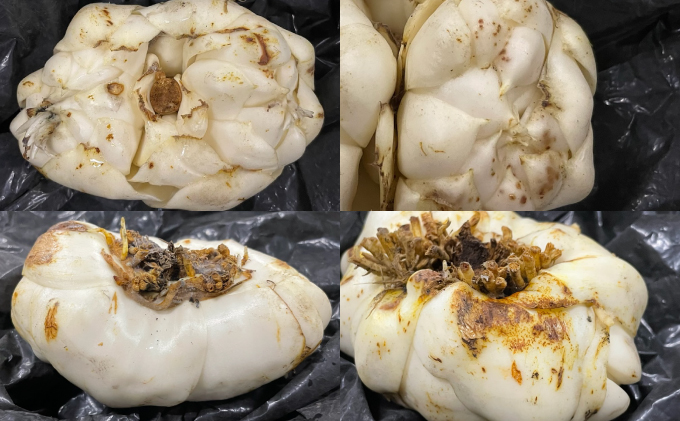 【規格外】十勝幕別 忠類ゆり根 2kg（M～2L）12～20玉［JA忠類］9月～3月発送限定【 北海道 幕別町 忠類 十勝 高級食材 お正月 料理 訳あり 】 野菜 ゆりね 北海道産 ワケあり