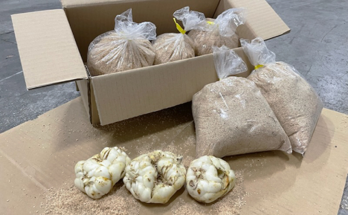 【規格外】十勝幕別 忠類ゆり根 1kg（M～2L）6～10玉［JA忠類］9月～3月発送限定【 北海道 幕別町 忠類 十勝 高級食材 お正月 料理 訳あり 】 野菜 ゆりね 北海道産 ワケあり