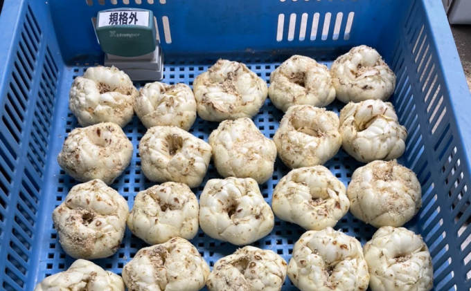 【規格外】十勝幕別 忠類ゆり根 1kg（M～2L）6～10玉［JA忠類］9月～3月発送限定【 北海道 幕別町 忠類 十勝 高級食材 お正月 料理 訳あり 】 野菜 ゆりね 北海道産 ワケあり