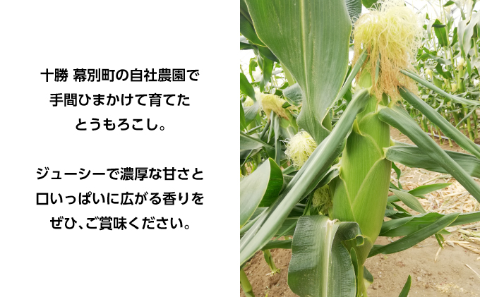 [2027年発送/先行予約] 定期便 十勝幕別の旬野菜 春夏 2回お届け（アスパラガス 800g・とうもろこし 10本） [北王農林] 【 アスパラ アスパラガス グリーン ハウス 恵味ゴールド とうもろこし とうきび コーン 野菜 甘い 北海道 十勝 幕別 】