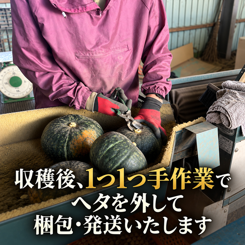 十勝幕別町産 かぼちゃ くり将軍 約10kg（5～7個）［山田敏明牧場］ 【 野菜 かぼちゃ 旬の野菜 産地直送 北海道 十勝 幕別 】