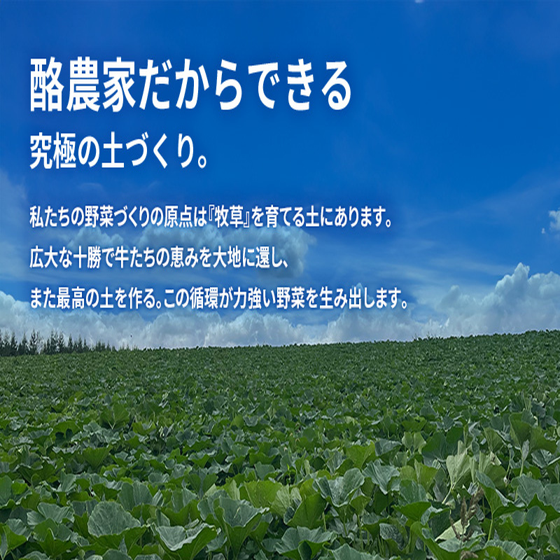 十勝幕別町産 かぼちゃ くり将軍 約10kg（5～7個）［山田敏明牧場］ 【 野菜 かぼちゃ 旬の野菜 産地直送 北海道 十勝 幕別 】