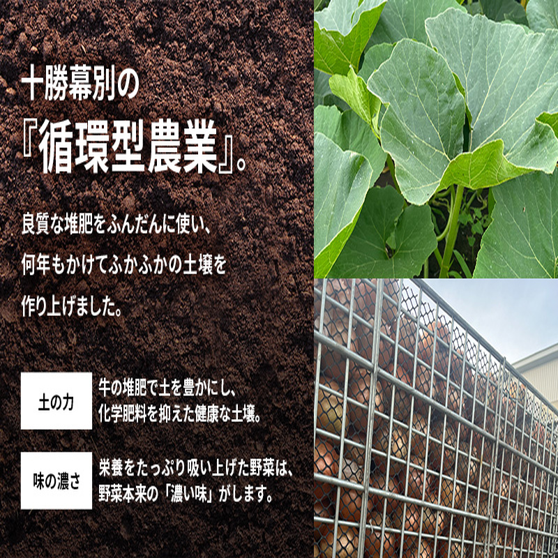 十勝幕別町産 かぼちゃ くり将軍 約10kg（5～7個）［山田敏明牧場］ 【 野菜 かぼちゃ 旬の野菜 産地直送 北海道 十勝 幕別 】