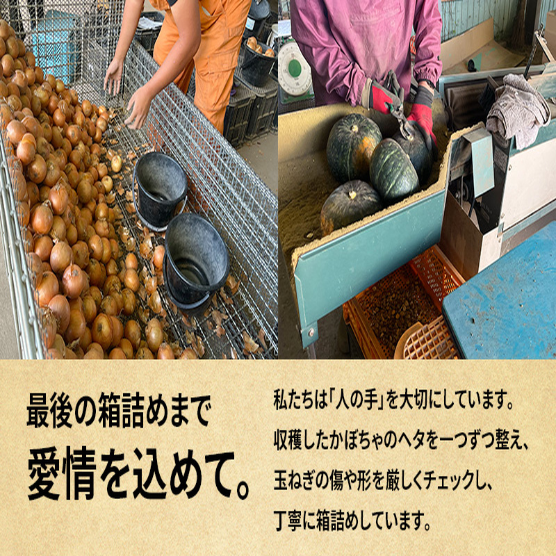 十勝幕別町産 かぼちゃ くり将軍 約10kg（5～7個）［山田敏明牧場］ 【 野菜 かぼちゃ 旬の野菜 産地直送 北海道 十勝 幕別 】