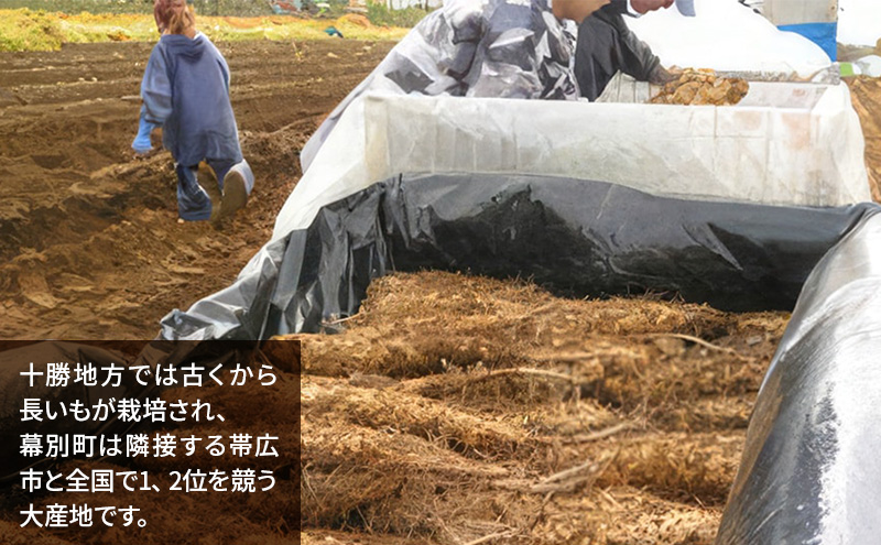 北海道 十勝の大地が育てたシャキシャキ食感と強い粘り 幕別産 長いも Lサイズ 10kg［木川商店］【 長いも 長芋 ながいも ナガイモ とろろ 芋 いも 野菜 10kg 5kg  産地直送 旬 濃厚 北海道 十勝 幕別 】 