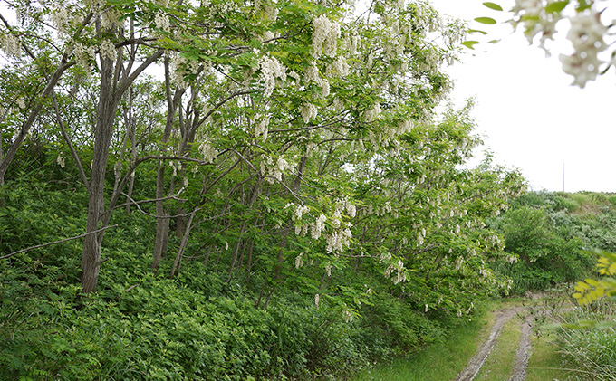 【純粋蜂蜜】北海道産アカシア蜂蜜3kg（500gx6本）