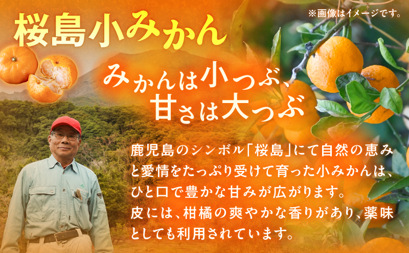 【訳あり品】旬の朝採り！鹿児島桜島小みかん 1箱　K343-003