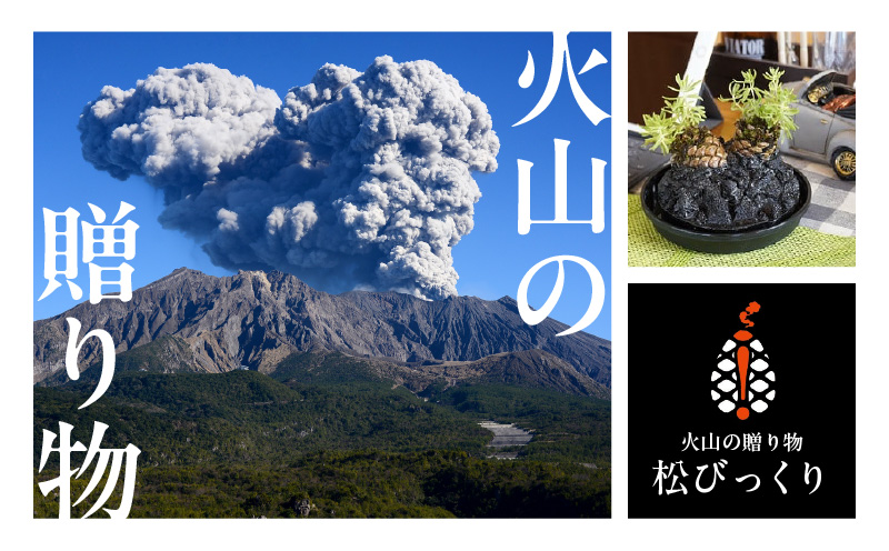 火山の贈り物 ミニ観葉植物『松びっくり』 溶岩土台松ぼっくり苔植物　K089-001