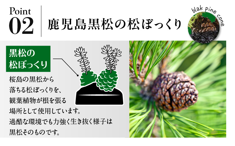 火山の贈り物 ミニ観葉植物『松びっくり』 溶岩土台松ぼっくり苔植物　K089-001