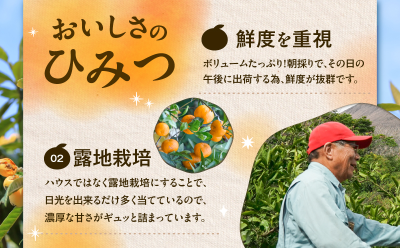 【訳あり品】旬の朝採り！鹿児島桜島小みかん 1箱　K343-003