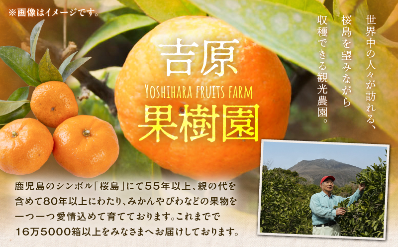 【訳あり品】旬の朝採り！鹿児島桜島小みかん 1箱　K343-003