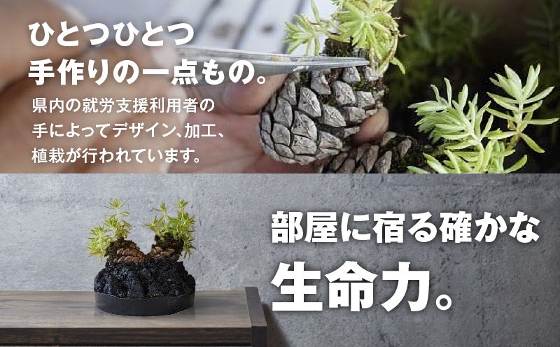 火山の贈り物 ミニ観葉植物『松びっくり』 溶岩土台松ぼっくり苔植物　K089-001