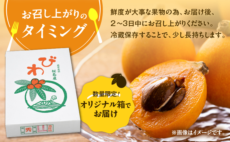 旬の朝採り！ 鹿児島 桜島産びわ 2箱（訳あり品）　K343-002_02