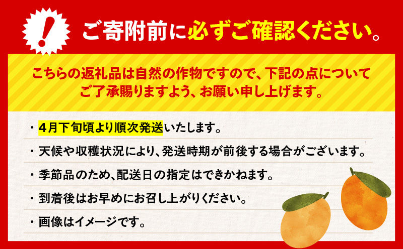 旬の朝採り！ 鹿児島 桜島産びわ 1箱（訳あり品）　K343-002