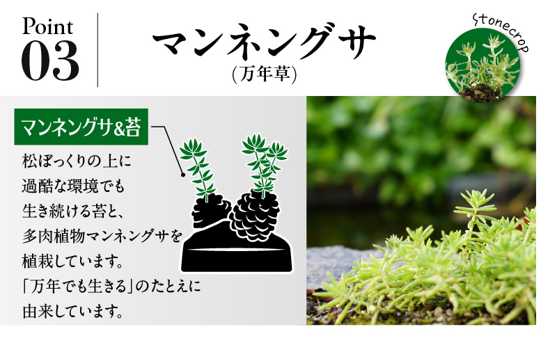 火山の贈り物 ミニ観葉植物『松びっくり』 溶岩土台松ぼっくり苔植物　K089-001