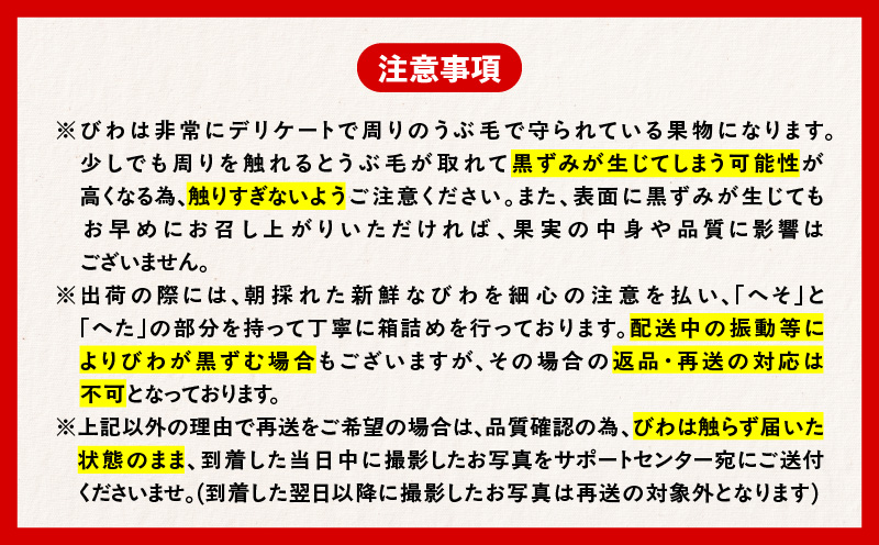 旬の朝採り！ 鹿児島 桜島産びわ 2箱（秀品）　K343-001_02