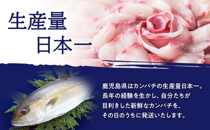 鹿児島県産カンパチ 約3.5kg 刺身用ブロック（ロイン） 活〆※真空包装　K294-003_03