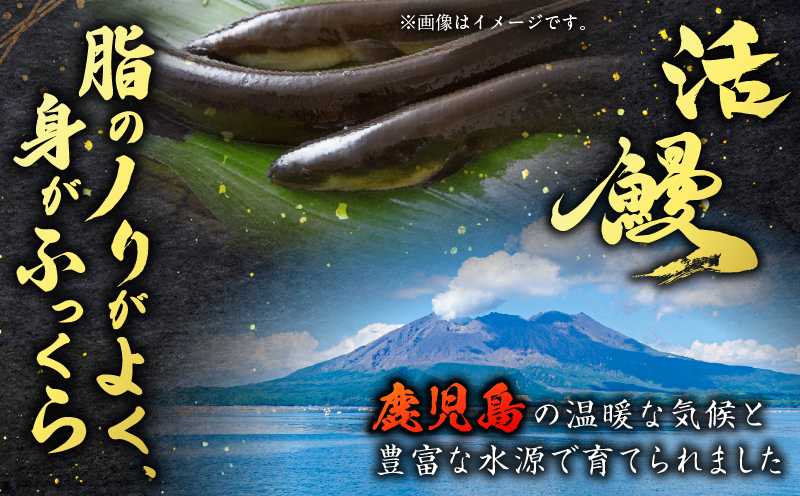 職人が丁寧に仕上げる本格炭火焼 鹿児島県産うなぎの蒲焼き 2尾　K282-001_01