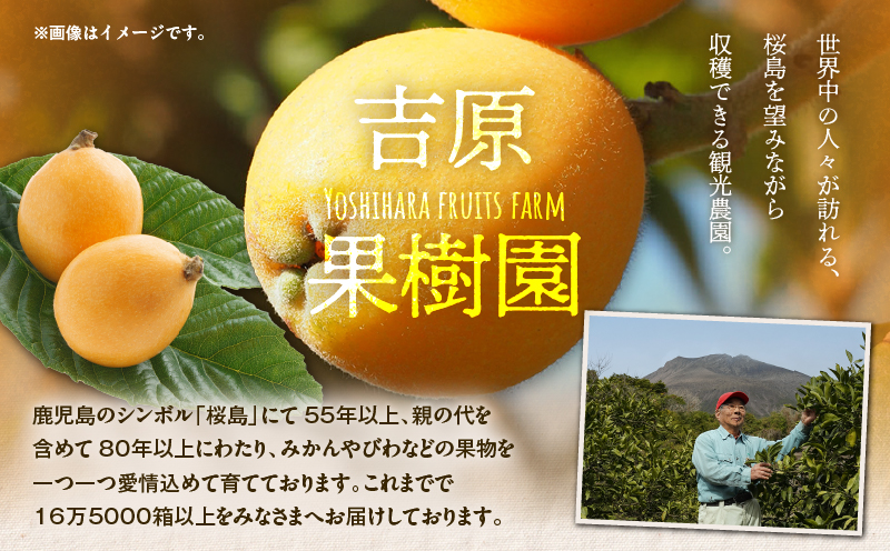 旬の朝採り！ 鹿児島 桜島産びわ 2箱（秀品）　K343-001_02