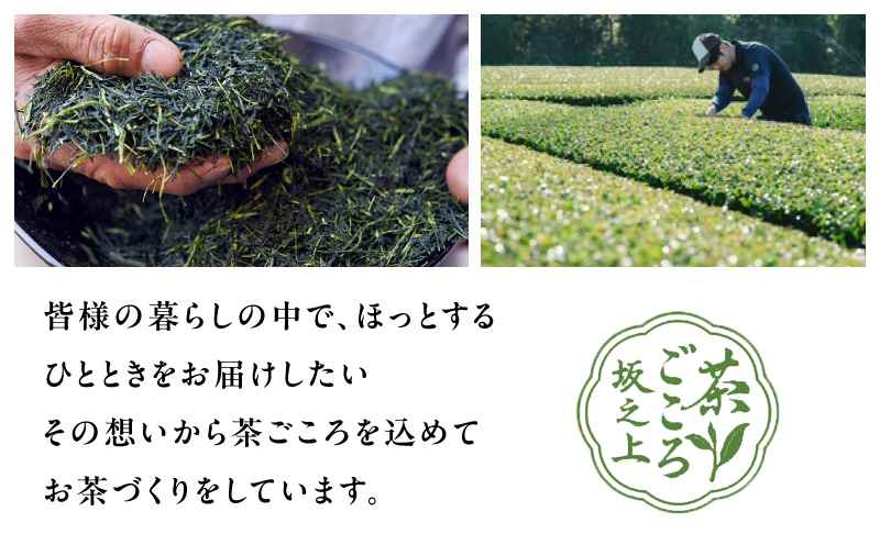 抹茶　K388-006