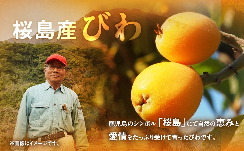 旬の朝採り！ 鹿児島 桜島産びわ 1箱（訳あり品）　K343-002