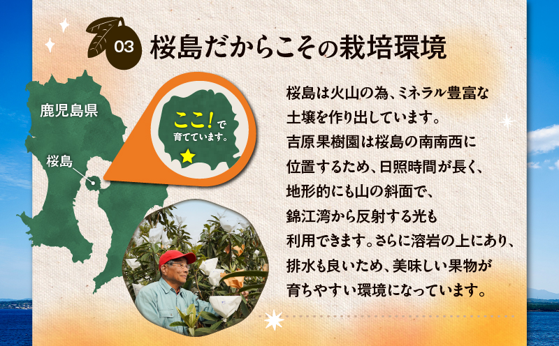 旬の朝採り！ 鹿児島 桜島産びわ 3箱（訳あり品）　K343-002_03