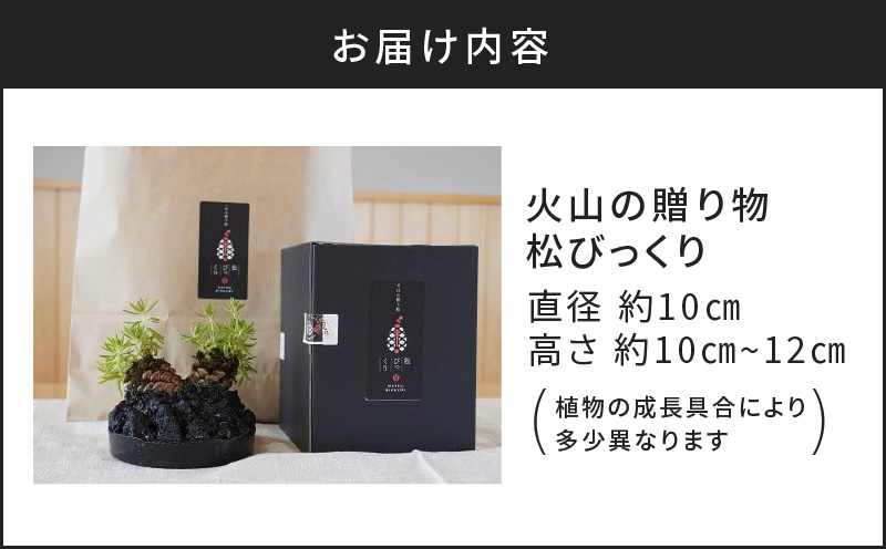 火山の贈り物 ミニ観葉植物『松びっくり』 溶岩土台松ぼっくり苔植物　K089-001